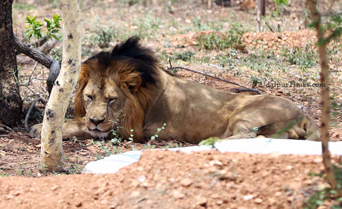 The Sajjangarh Biological Park
