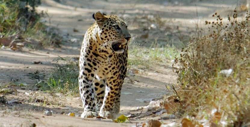 Kumbhalgarh Wildlife Sanctuary 1