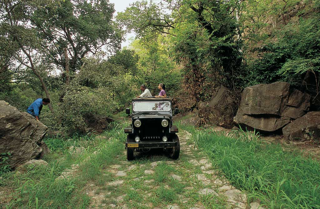 Kumbhalgarh Wildlife Sanctuary Safari
